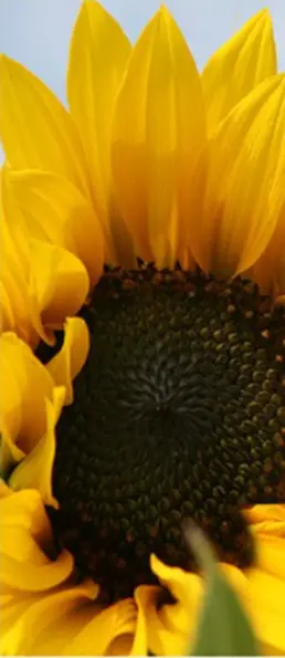 Sunflower products